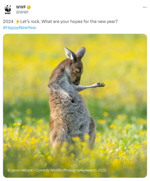 wykorzystanie gifu w komunikacji WWF